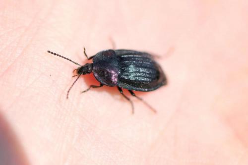 Phosphuga atrata